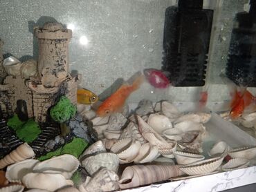 Рыбы: Balıqlarla bir yerdə satılır filter akvarium dekorasiyalar daxildir