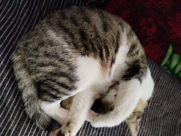 Отдам даром кошку: Котята трёхцветной окраски - Домашние котята с ярким черепаховым и — 22