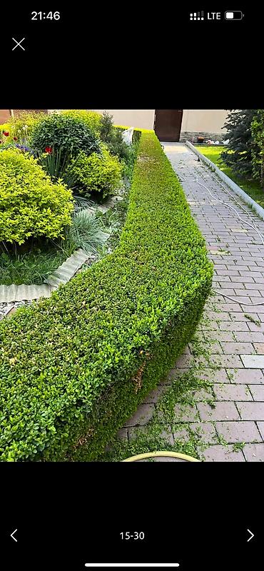 Дворники, садовники: 🌱Я Садовник Стрижка Живой изгородь,самшит,Туи,хвойные растения, Я — 15