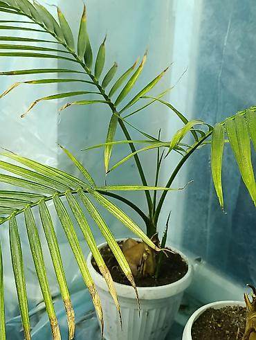 Фикусы: Продаются цветы, разные виды, сорта, большие и маленькие домашние и — 14