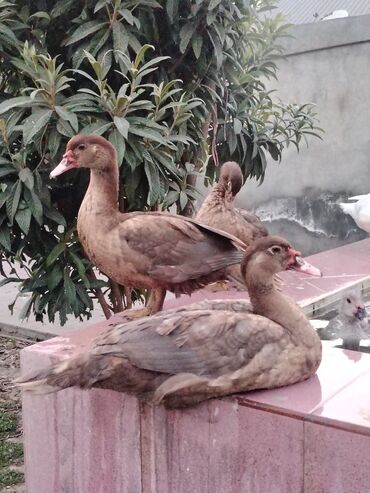 Inəklər, öküzlər: Muscovy ördəkləri Qirmizi Oküz kimi tanınır Krasnadar sortu qəhvəyi