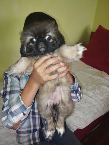 itlerin satisi bakida: Pekines, 2 ay, Dişi, Ünvandan götürmə