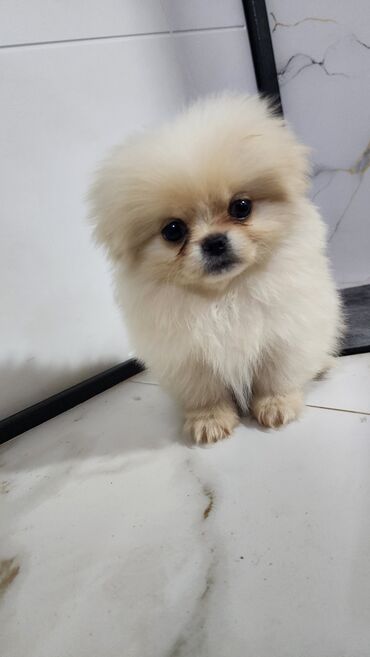 французский бульдог купить: Шпиц, 2 месяца, Самец