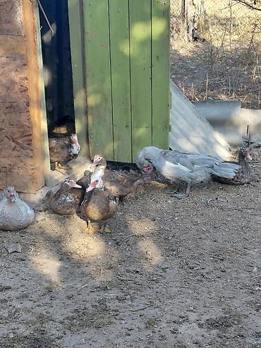 Индоутки 5 месяцев в количестве 5 шт по 900 сом Сокулук at lalafo.kg Индоутки 5 месяцев в количестве 5 шт по 900 сом Сокулук