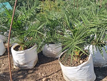 Ağaclar: Xurma (Phoenix dactylifera) fidanları – dekorativ xurma palması — 5