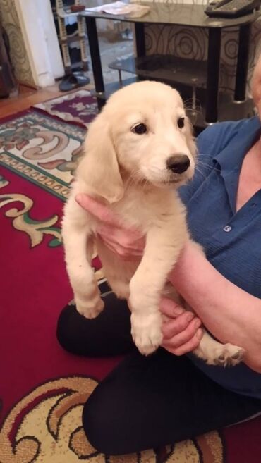 golden retriever satış: Retriever, 2 ay, Dişi, Ödənişli çatdırılma