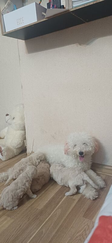 İtlər: Pudel, Dişi, Peyvəndli, Ödənişli çatdırılma — 10