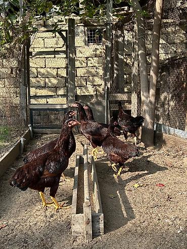 dana satişi: Toyuq, Ətlik, Ünvandan götürmə — 3
