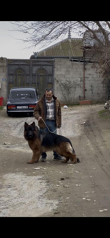 it balasi: Alman çoban iti, 2 ay, Dişi, Peyvəndli — 1