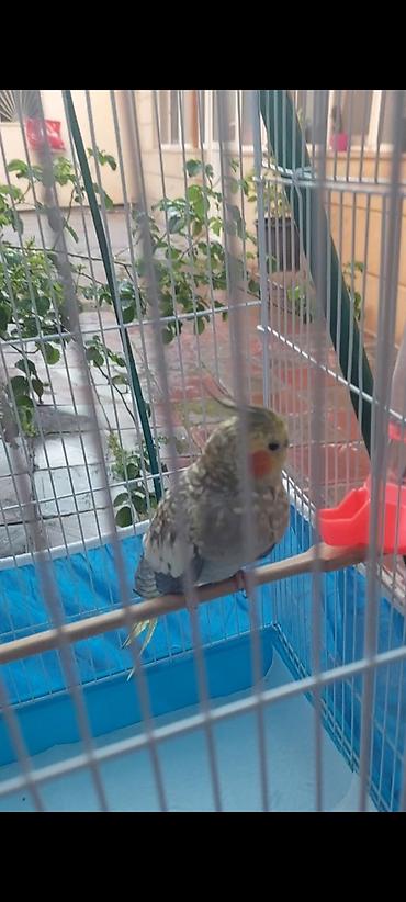Quşlar: Nymph parakit (Cockatiel) – sarı gri ləkəli rəng, yanaqlarda portağal — 2