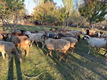 корова дойный: Продаю | Овца (самка) | Для разведения | Матка
