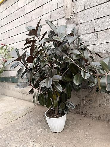 Фикусы: Комнатные растения в кашпо 1) Фикус эластика (Ficus elastica — 1