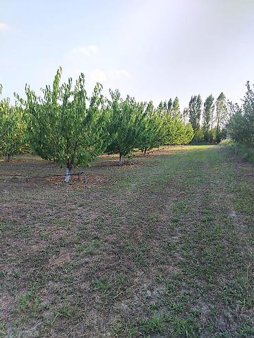 Kirayə torpaq sahələri: 180 sot Kənd təsərrüfatı, Su -da lalafo.az — 12 Kirayə torpaq sahələri: 180 sot Kənd təsərrüfatı, Su — 12