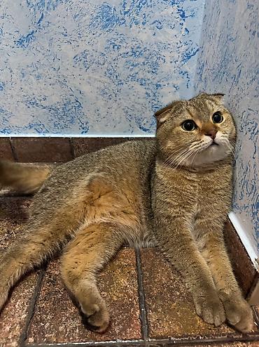 pişik üçün yuva: Передержка в уютной квартире около м. Нефчиляр 🐶🐱 Принимаем на — 4