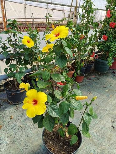 Ostale kućne biljke: Hibiskus vise boja po super ceni na lalafo.rs — 7 Ostale kućne biljke: Hibiskus vise boja po super ceni — 7