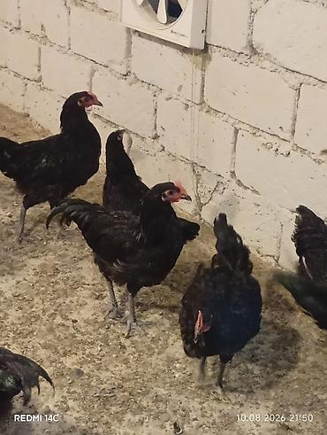 heyvanlar və balaları: Toyuq, Damazlıq, Ödənişli çatdırılma — 3