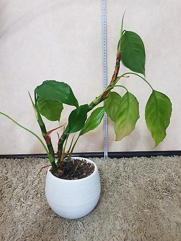 Монстеры: Продаются комнатные растения. Выращенные в домашних условиях и — 10