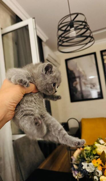 Pişiklər: Şotland — 4