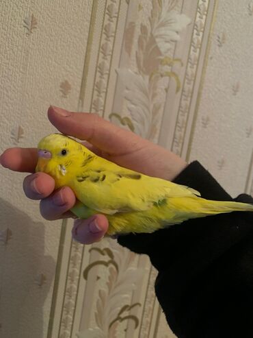 Tutuquşları: Danışan tutuquşu 9 aylıqdı erkəydi ələ ciyinə öyrənib qəfəs ilə 75 — 2