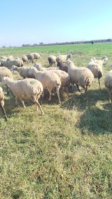 Qoyunlar, qoçlar: Qoyun sürüsü – ət və süd istiqamətli yerli cinslər - Şəkillərdə geniş -da lalafo.az — 24 Qoyunlar, qoçlar: Qoyun sürüsü – ət və süd istiqamətli yerli cinslər - Şəkillərdə geniş — 24