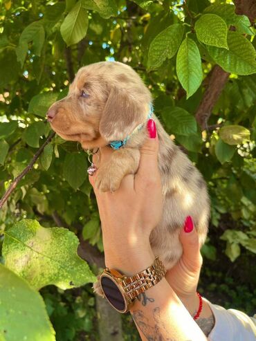Psi: Odgajivacnica pasa "Happy Puppies" ima u ponudi patuljaste jazavicare — 9