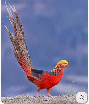 Akvariumlar: Qızılı Fazan – dekorativ və nadir quş - Parlaq rəng palitrası