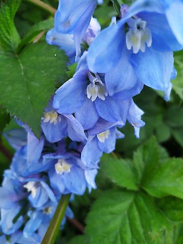 Другие садовые цветы и кустарники: Продаю уличные цветы многолетние оптом и в розницу. Дельфиниумы — 11