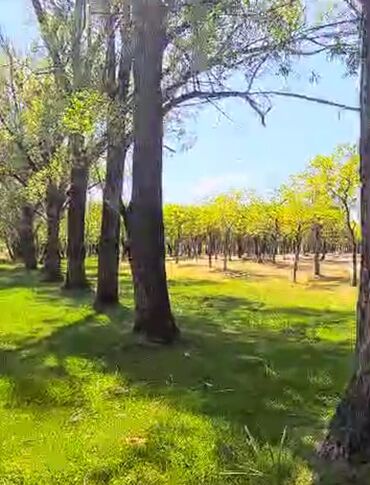 Продажа участков: 300 соток, Для строительства — 12