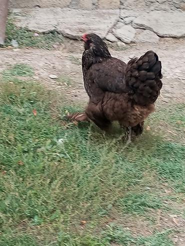 ördək balası və cücə: Toyuq, Brama, Damazlıq, Ödənişli çatdırılma — 4