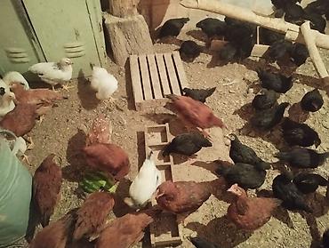 куры живые: Продаю | Цыплята | Для разведения — 1