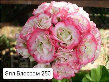 Герани и пеларгонии: Пеларгонии (герани) сортовые — детки в стаканчиках. Доступные сорта — 9