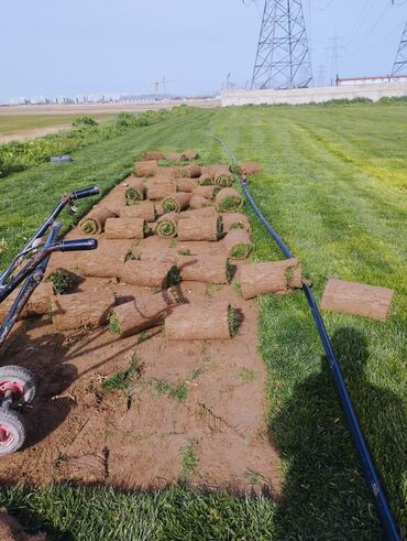 Süni qazon: Rulon qazon - Peşəkar qazon plantasiyasından kəsilib rulon halında — 13