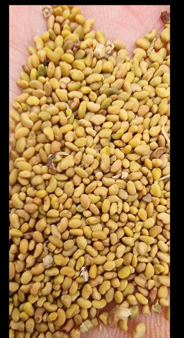 фасадные панели с утеплителем бишкек: Семена кормовых растений: Клевер, Самовывоз, Платная доставка