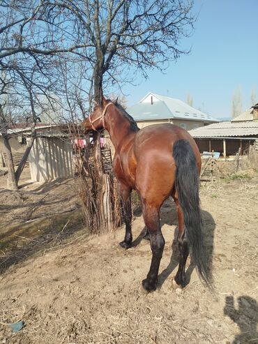 цены породистых собак: Продаю | Конь (самец) | Полукровка | Конный спорт | Племенные