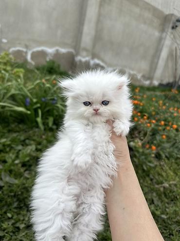 Pişiklər: Şinşilla — 8