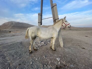 Лошади, кони: Продаю | Кобыла (самка) | На забой — 2