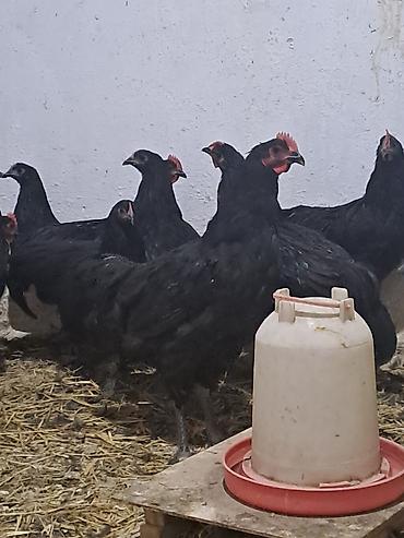 damazlıq heyvanların satışı: Təmiz qan avstrolop çolpalar satılır.Yalnız xoruzlar satılır çox — 2