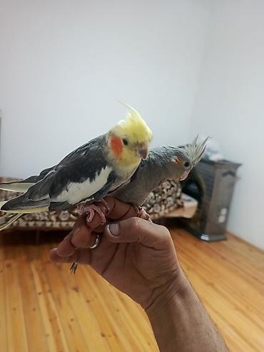 qus sesleri: Nimfa (cockatiel) cütlüyü - Növ: Nimfa papağanı (cockatiel) - Rəng — 3