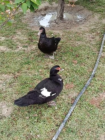 Ördəklər: Erkək, | Lal ördək, Damazlıq — 8