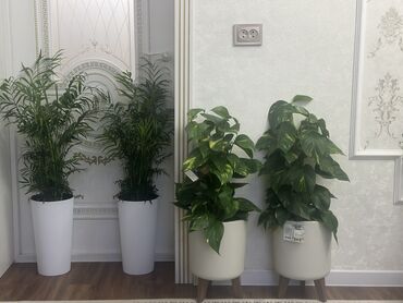 Другие комнатные растения: Комнатные цветы at lalafo.kg — 26 Другие комнатные растения: Комнатные цветы — 26