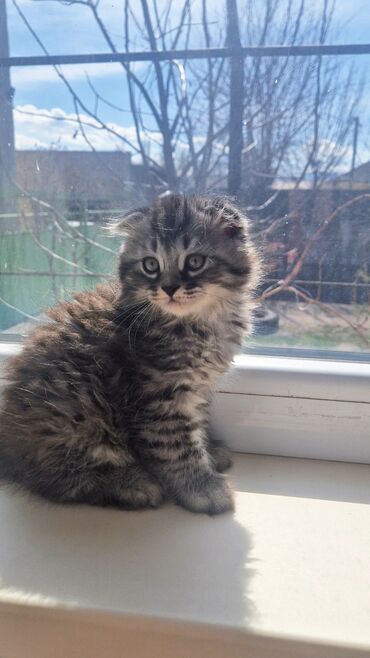 кот бесплатно: Продаётся чистокровный котёнок породы шотландский хайленд-фолд