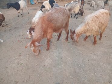 Keçi, çəpiş: Dişi, il: 1, 18 kq, Damazlıq — 6