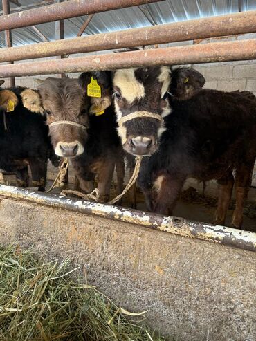 Коровы, быки: Продаю | Музоо, торпок | На откорм | Привязанные — 2