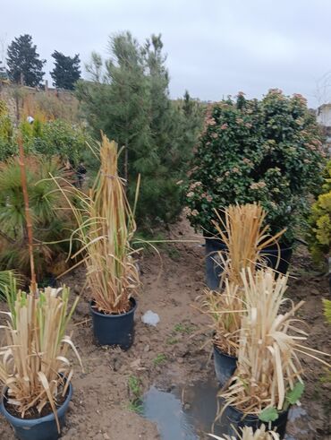 Tinglər: Gul cicek agaclarin satisi torf gubresi satilir 300den yuxari alana — 10