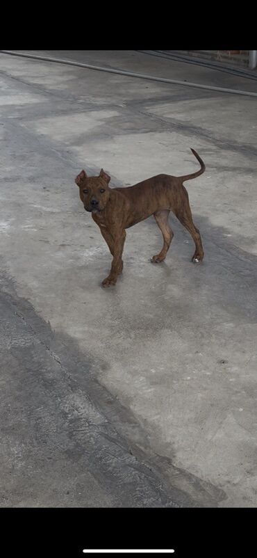 İtlər: Pitbul