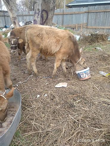 Коровы, быки: Продаю | Бык (самец) — 1