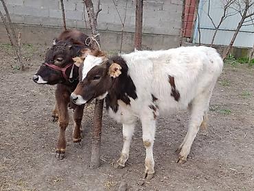 Коровы, быки: Продаю | Корова (самка) | Алатауская — 5