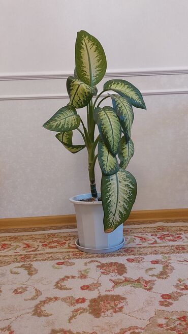 вид цветов: Комнатное растение: диффенбахия (Dieffenbachia)
