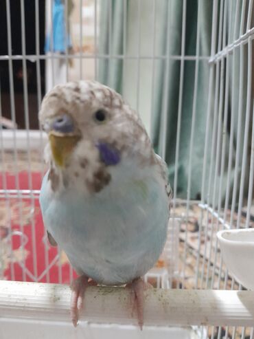 канарейка птица: Срочно!! продаю волнистые попугай мальчик 500 сом клетка 1000 сом