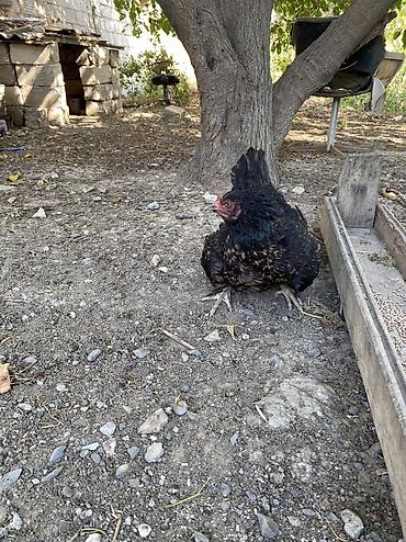 xoruzu: Xoruz, Heyratı, il: 1, Ünvandan götürmə, Ödənişli çatdırılma — 7